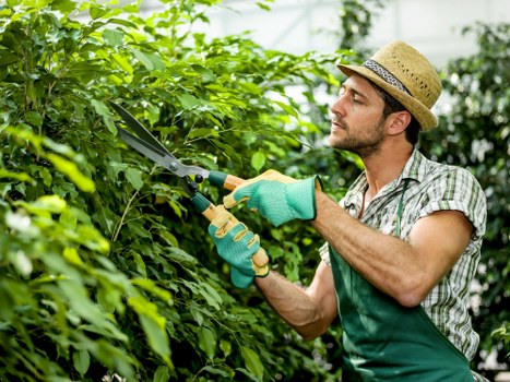 Customized hedge shaping in Sydenham garden