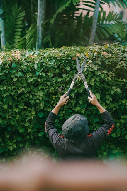 Close-up of a gardener's hands trimming a green shrub with small, oval-shaped leaves using a pair of blue pruning shears. The gardener's fingers are steady, and the background features blurred foliage